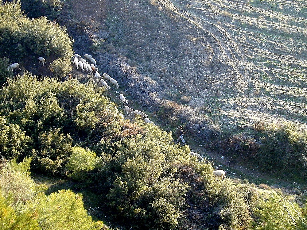 Sardis shepherd with his sheep, tb n010700