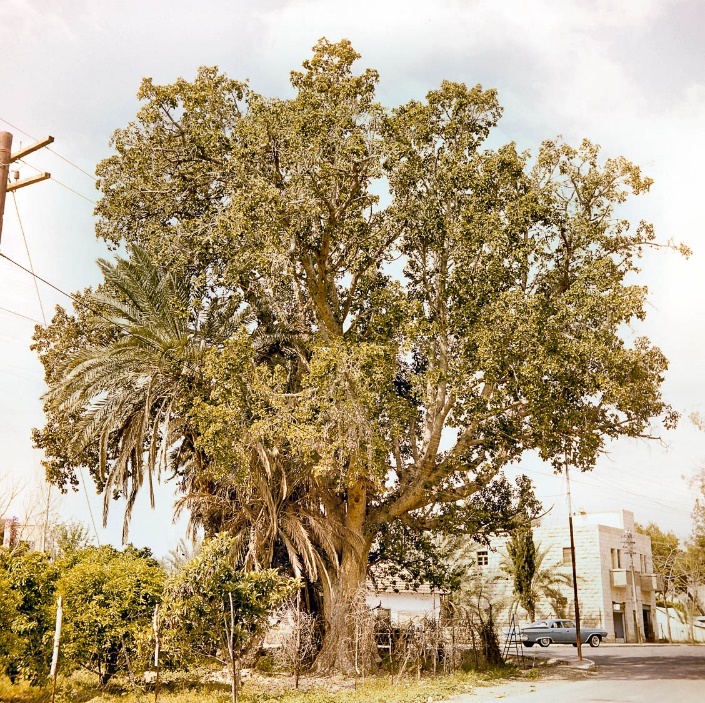 Sycamore tree in Jericho