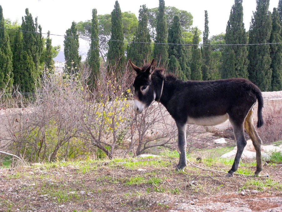 a donkey in Bethany Israel